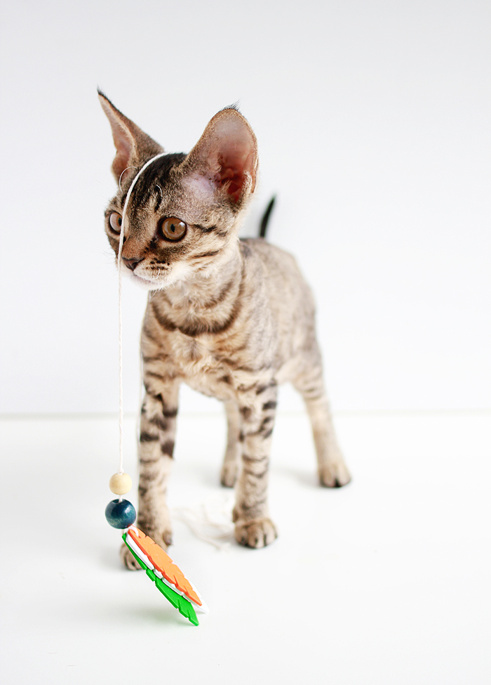 Entertain your feline friends: DIY Feathered Cat Toys | casinositekor.highwallsblog.com