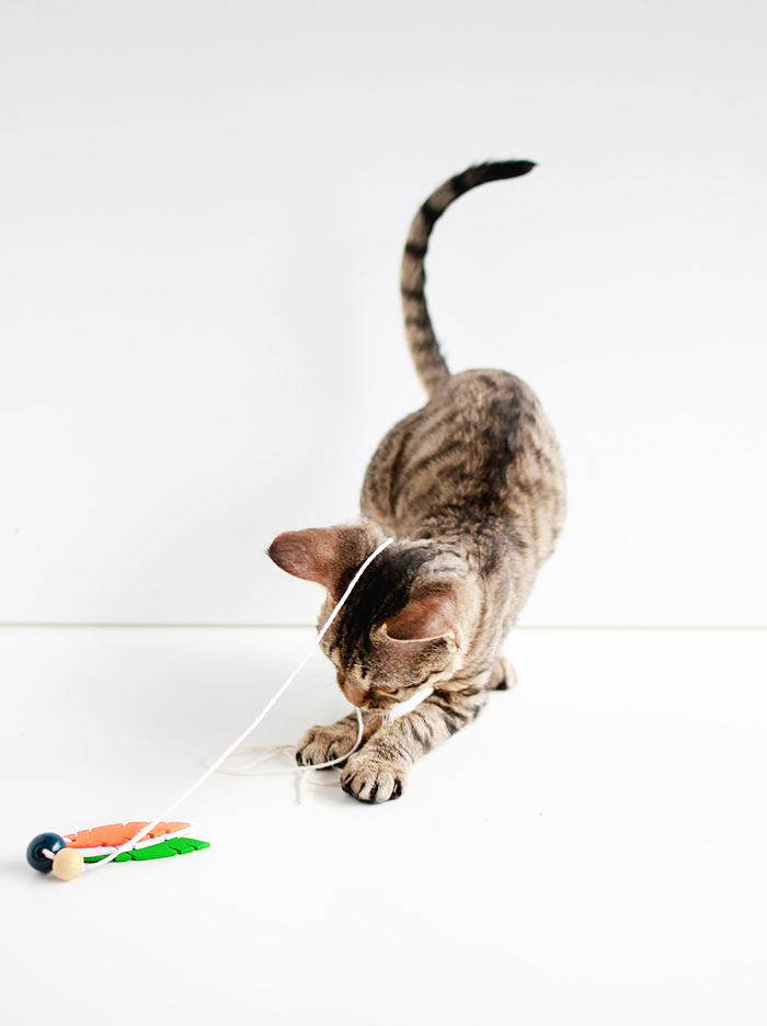 Entertain your feline friends: DIY Feathered Cat Toys | casinositekor.highwallsblog.com