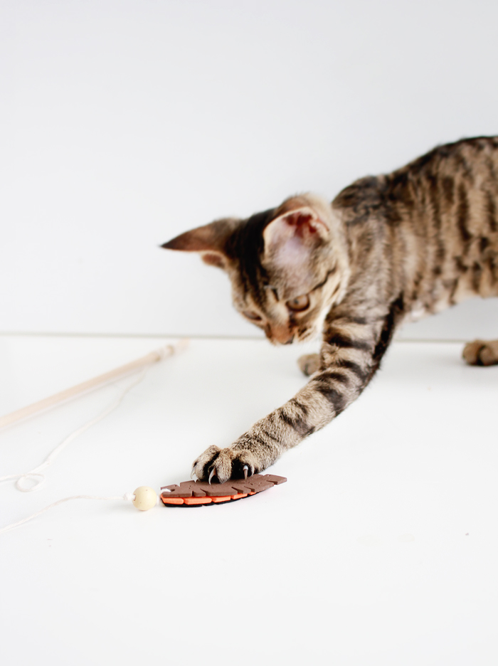 Entertain your feline friends: DIY Feathered Cat Toys | casinositekor.highwallsblog.com
