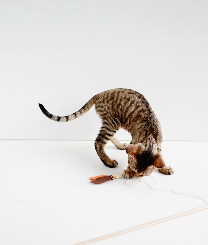 Entertain your feline friends: DIY Feathered Cat Toys | casinositekor.highwallsblog.com
