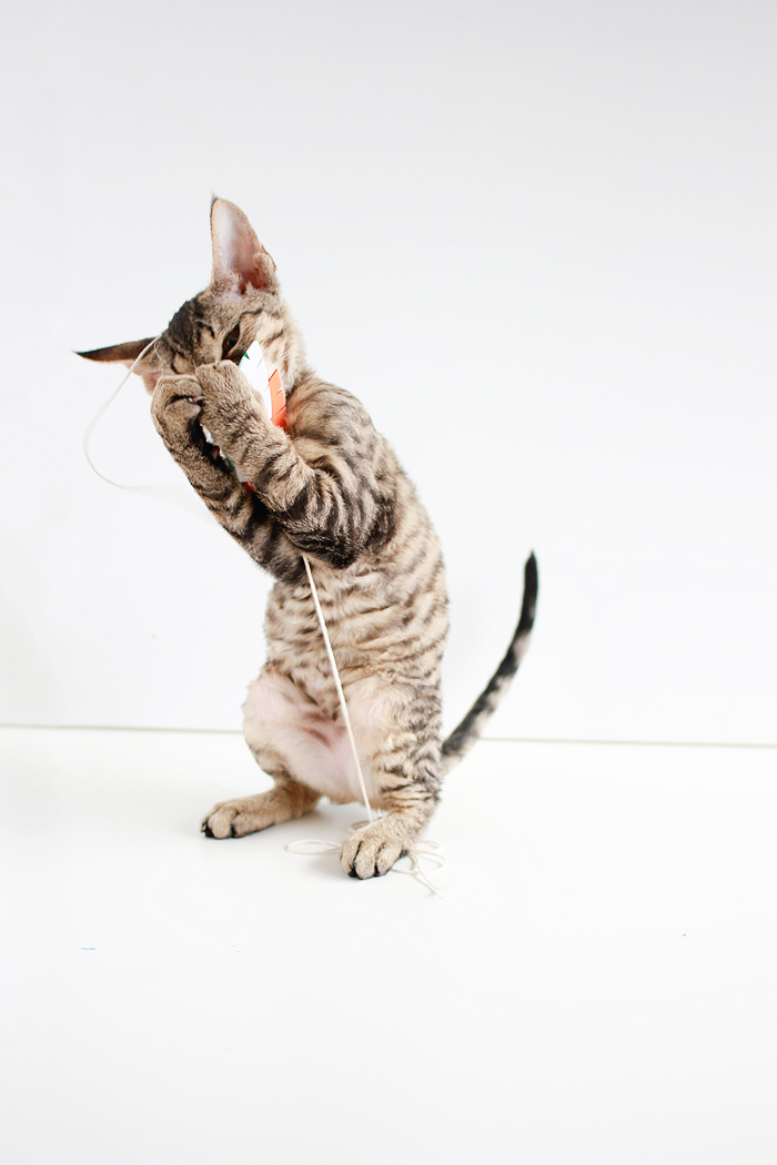 Entertain your feline friends: DIY Feathered Cat Toys | casinositekor.highwallsblog.com