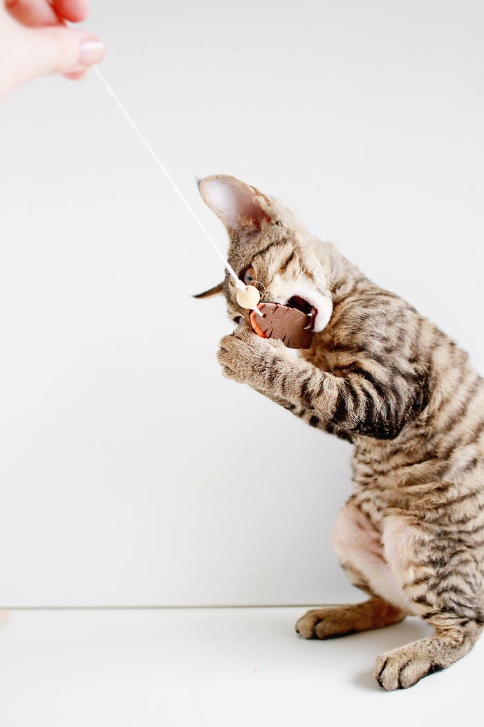 Entertain your feline friends: DIY Feathered Cat Toys | casinositekor.highwallsblog.com
