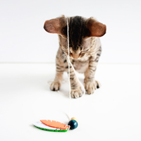 thumb-diy-cat-toy